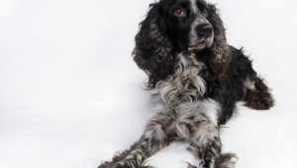 Ruský kokršpaněl: popis a vlastnosti plemene